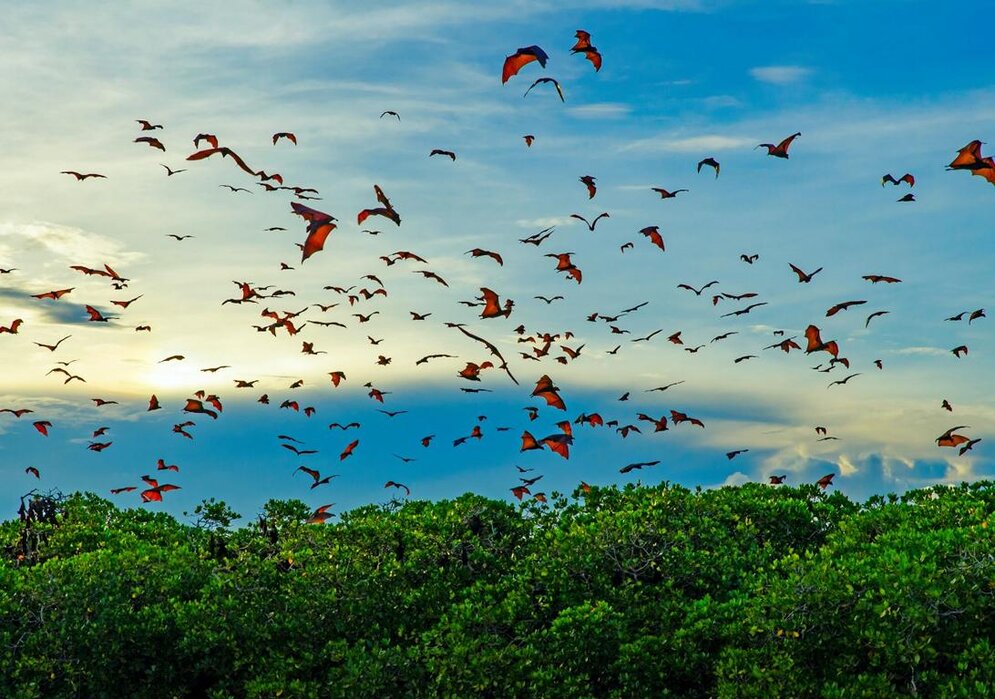 Bats colony, Komodo National Park