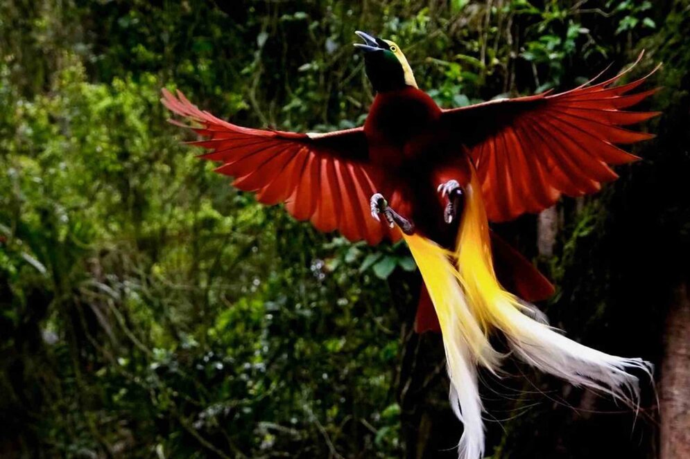 Raja Ampat, West-Papua: Roter Paradiesvogel