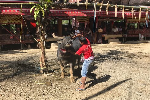 Sulawesi Toraja: Ein Büffel wird geopfert I A buffalo is sacrificed 