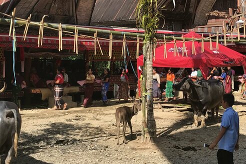 Sulawesi Toraja: Opfertiere & Opfergaben I Sacrificial animals & offerings