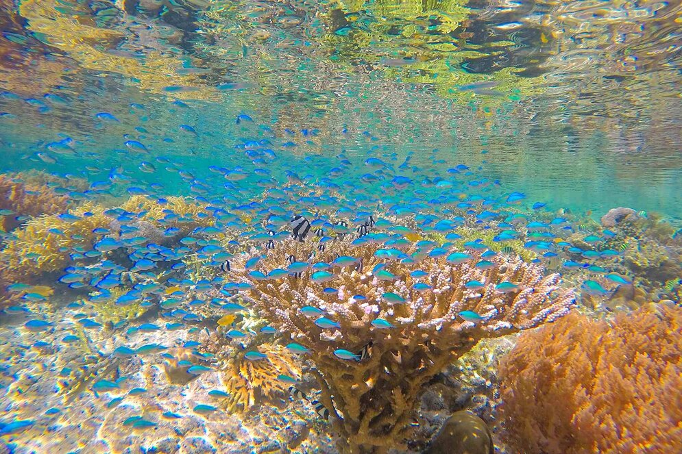 Raja Ampat, Indonesien: Kleine Fische zwischen Korallen